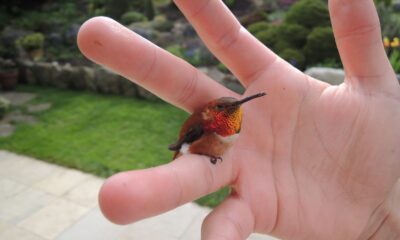 Bee Hummingbird in hand