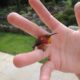 Bee Hummingbird in hand