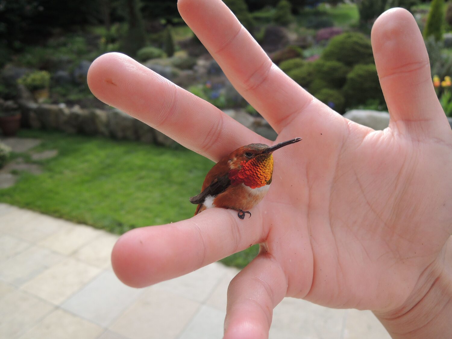 Bee Hummingbird in hand