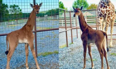 Giraffe Born in the US Without Spots