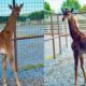 Giraffe Born in the US Without Spots