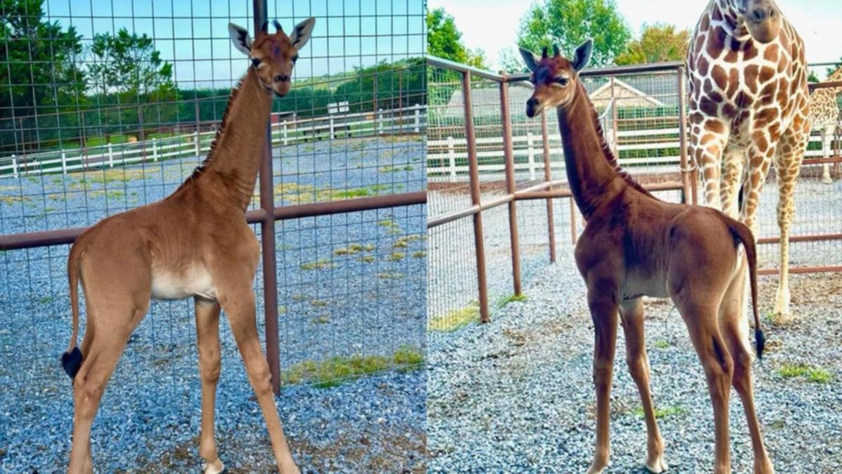 Giraffe Born in the US Without Spots