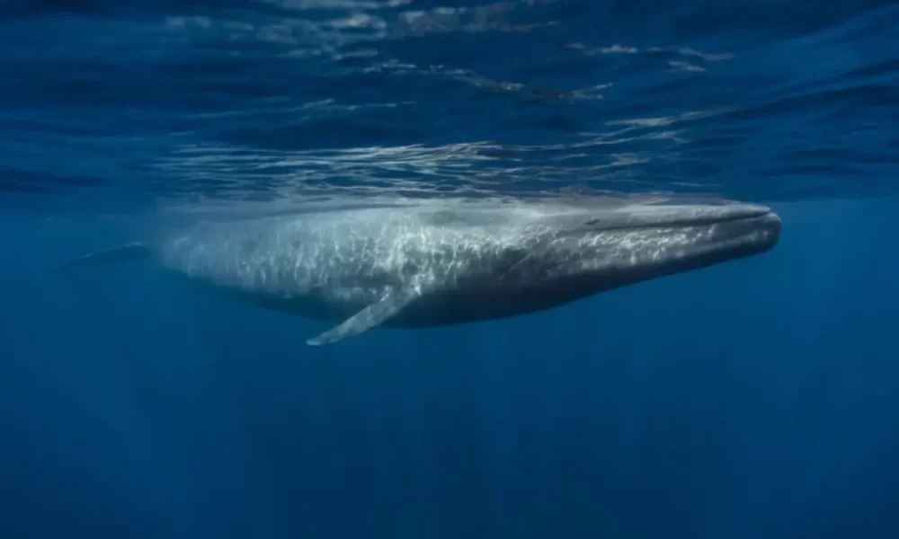 blue-whale