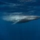 blue-whale