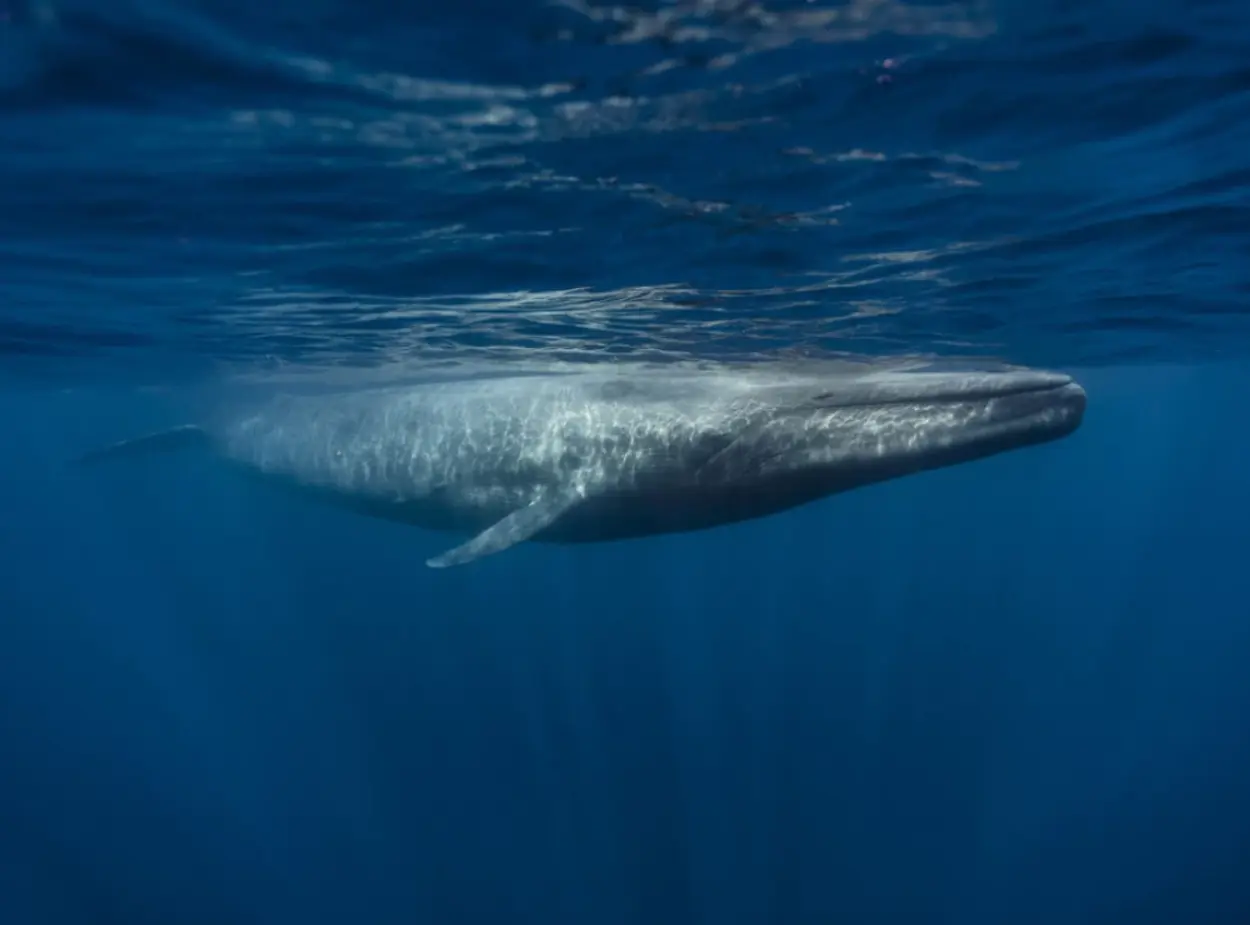 blue-whale